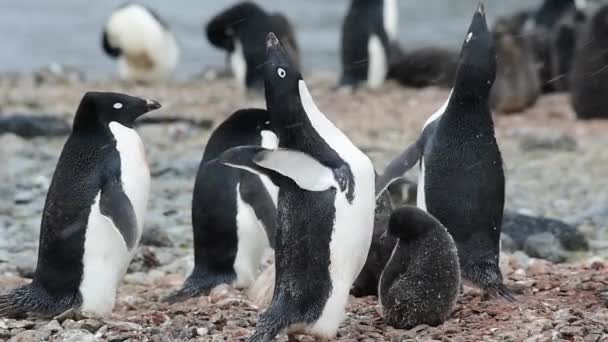 Adelie Pingouin avec des poussins — Video