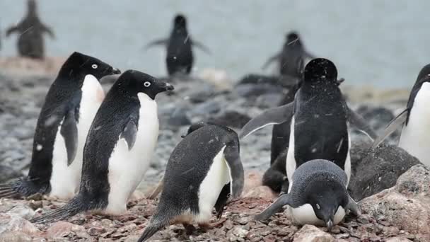 Adelie Pingouin avec des poussins — Video