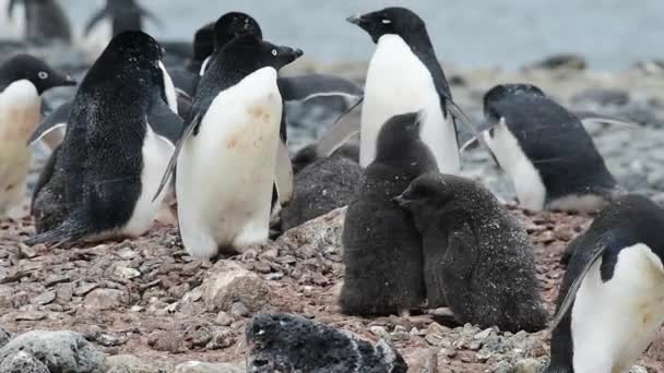 Adelie πιγκουίνος με νεοσσούς — Αρχείο Βίντεο