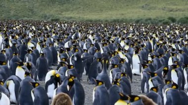 Güney Georgia, Kral penguenler