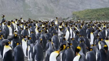 Güney Georgia, Kral penguenler