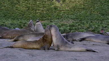 Genç deniz aslanlarının mücadele