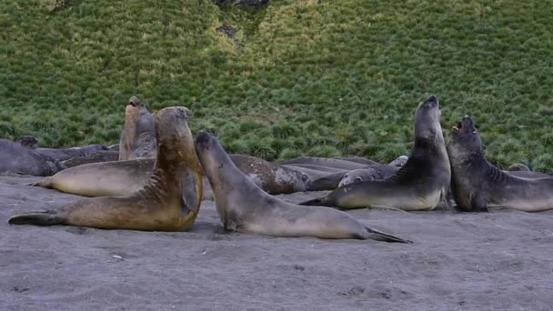 Jonge olifant zeehonden vechten — Stockvideo