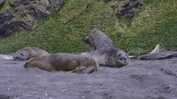 Boj mladých Elephant seals — Stock video