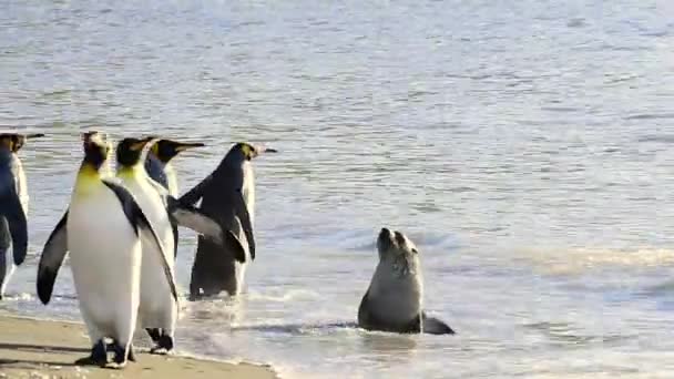 Koning pinguïns in Zuid-Georgië — Stockvideo