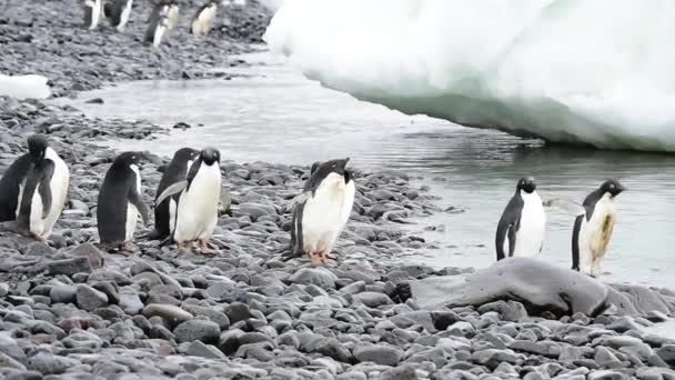 Adelie Penguins pěšky podél pláže — Stock video