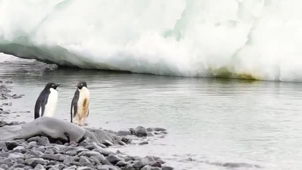 Pingüinos Adelie caminar a lo largo de la playa — Vídeos de Stock