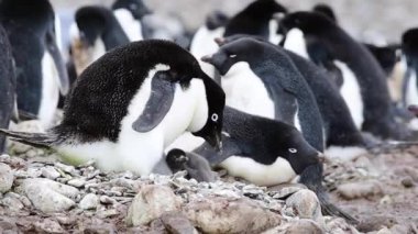 Adelie penguen piliçle