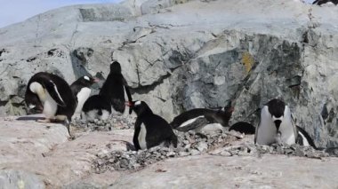 Gentoo penguenleri yuva üzerinde
