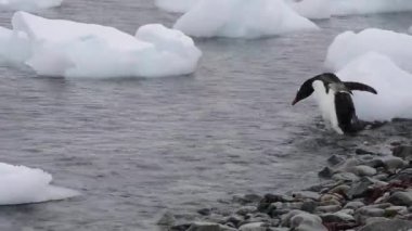 Gentoo penguenleri bech üzerinde