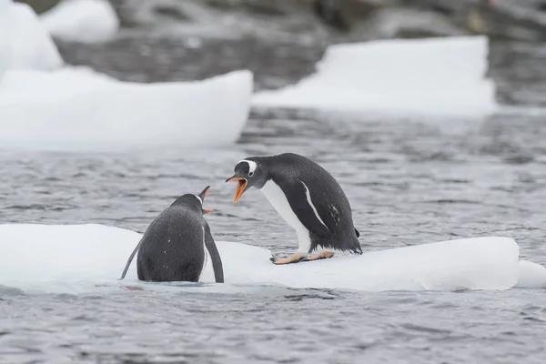 Gentoo Pinguins no gelo — Fotografia de Stock