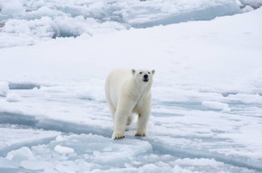 Polar bear walking in an arctic. clipart