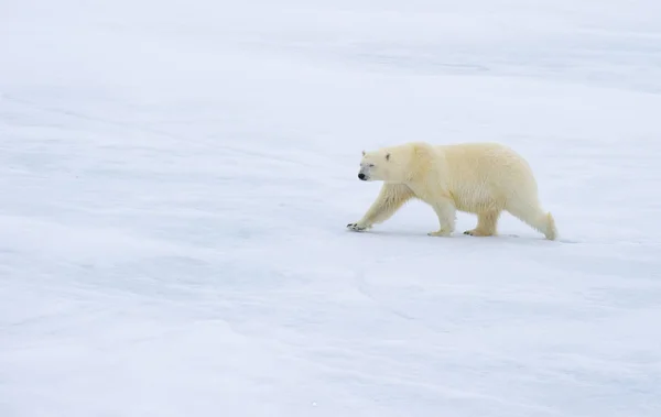 Ours polaire marchant dans l'Arctique. — Photo