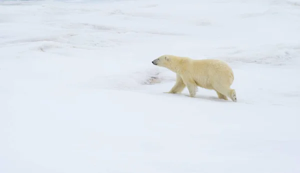 Niedźwiedź polarny spacerujący po Arktyce. — Zdjęcie stockowe
