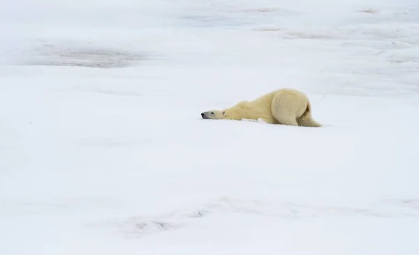 Niedźwiedź polarny spacerujący po Arktyce. — Zdjęcie stockowe