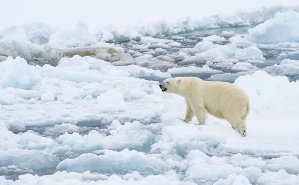 북극을 걷고 있는 북극곰. — 스톡 사진