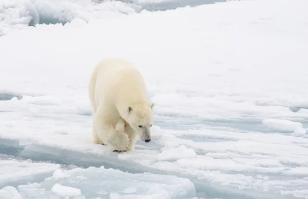 Ours polaire marchant dans l'Arctique. — Photo