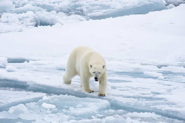 Isbjörn går i en arktisk. — Stockfoto