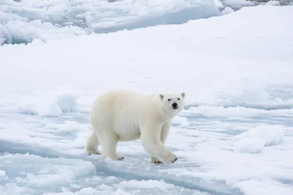 Ours polaire marchant dans l'Arctique. — Photo