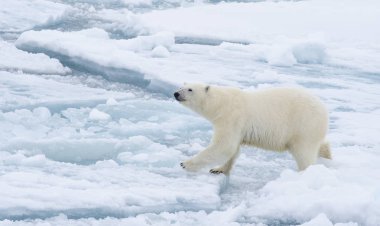 Polar bear walking in an arctic. clipart