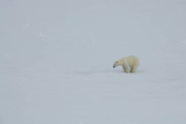 Kutup ayısı kutuplarda yürüyor.