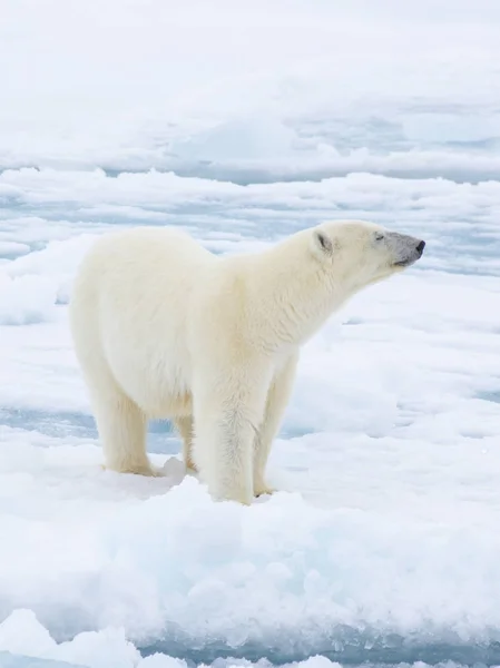 Белый медведь, ходящий в Арктике. — стоковое фото