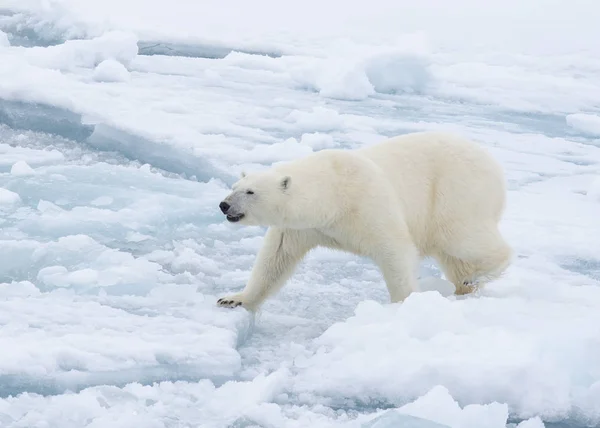 Oso polar caminando en un ártico. — Foto de Stock