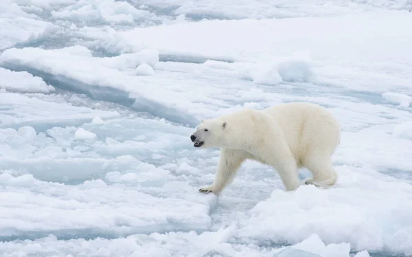 Orso polare che cammina in un artico. — Foto Stock