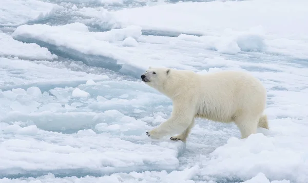 Urso polar andando em um ártico. — Fotografia de Stock