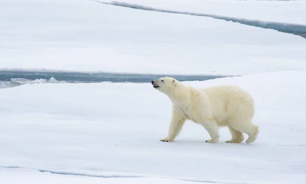 Белый медведь, ходящий в Арктике. — стоковое фото