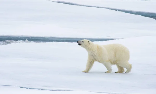 Oso polar caminando en un ártico. — Foto de Stock