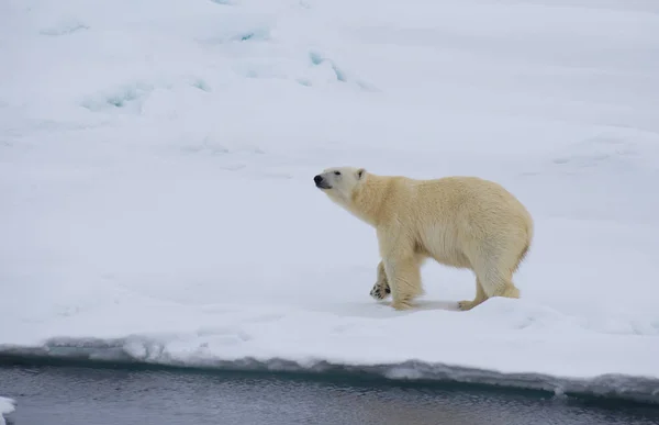 Niedźwiedź polarny spacerujący po Arktyce. — Zdjęcie stockowe