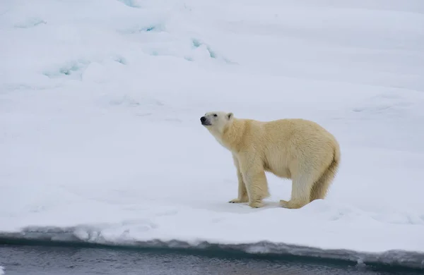 Urso polar andando em um ártico. — Fotografia de Stock