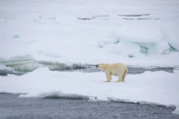 Orso polare che cammina in un artico. — Foto Stock