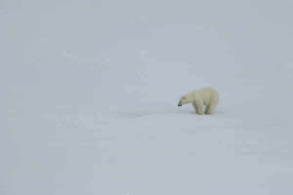 Lední medvěd kráčí v arktické. — Stock fotografie