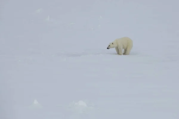 Oso polar caminando en un ártico. — Foto de Stock