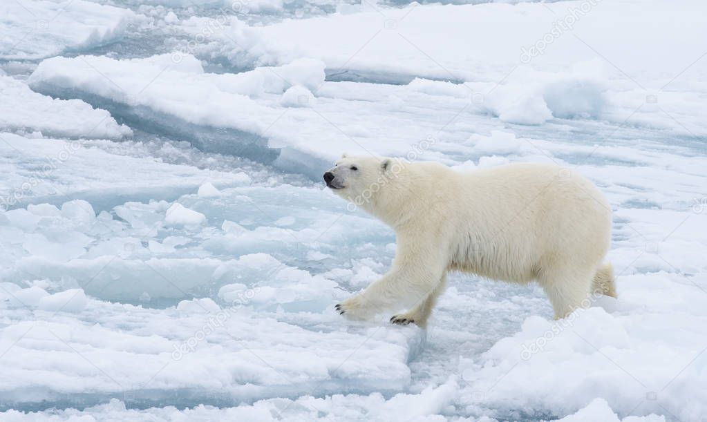 Polar bear walking in an arctic.