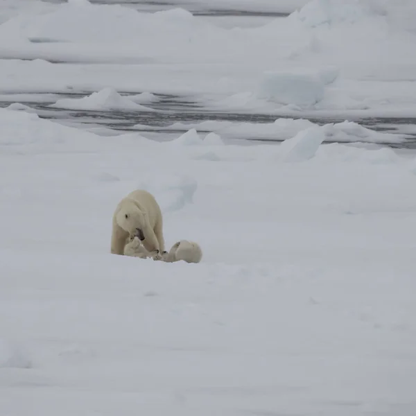 Niedźwiedź polarny spacerujący po Arktyce. — Zdjęcie stockowe