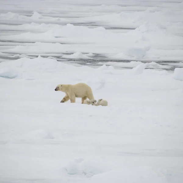 北极熊在北极散步. — 图库照片