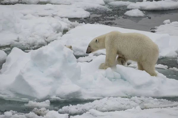 Ours polaire marchant dans l'Arctique. — Photo