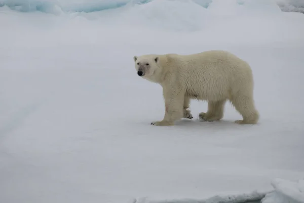 Urso polar andando em um ártico. — Fotografia de Stock