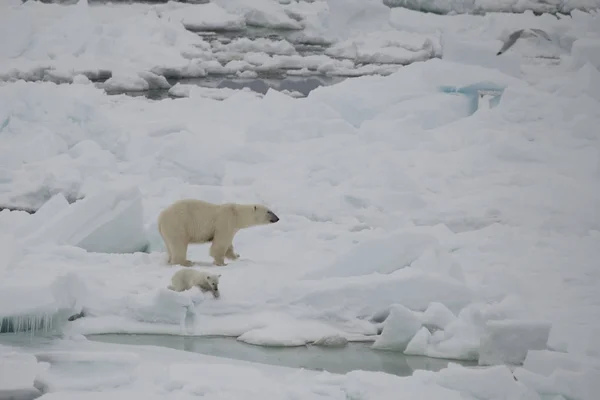 Oso polar caminando en un ártico. —  Fotos de Stock
