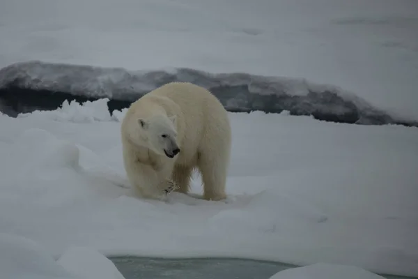 Oso polar caminando en un ártico. —  Fotos de Stock