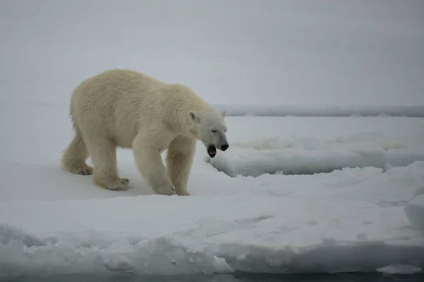 Ours polaire marchant dans l'Arctique. — Photo