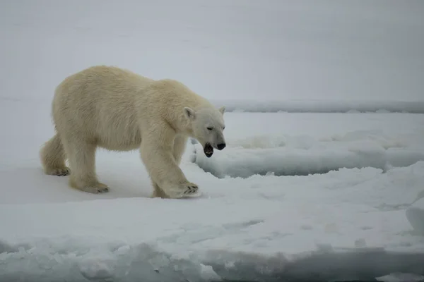 Niedźwiedź polarny spacerujący po Arktyce. — Zdjęcie stockowe