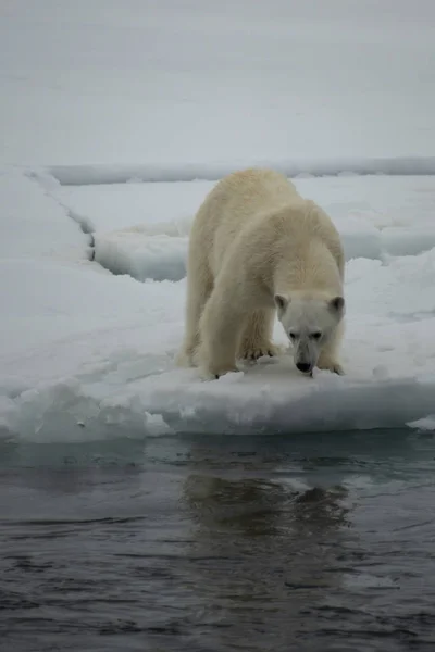 Urso polar andando em um ártico. — Fotografia de Stock