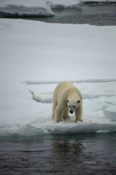 Πολική αρκούδα περπατά σε μια Αρκτική. — Φωτογραφία Αρχείου