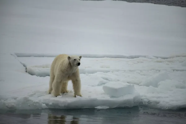 Ours polaire marchant dans l'Arctique. — Photo