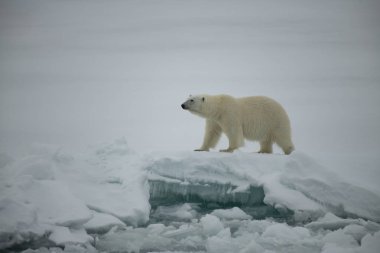 Kutup ayısı kutuplarda yürüyor.
