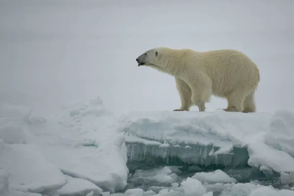 Orso polare che cammina in un artico. — Foto Stock